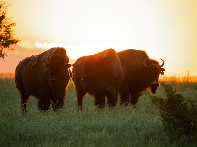 The Buffalo Were Never Just Animals. They Were Relatives